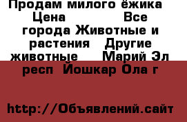 Продам милого ёжика › Цена ­ 10 000 - Все города Животные и растения » Другие животные   . Марий Эл респ.,Йошкар-Ола г.